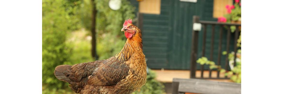 Keep Your Chickens Healthy – Internal  Parasites That Make Them Sick