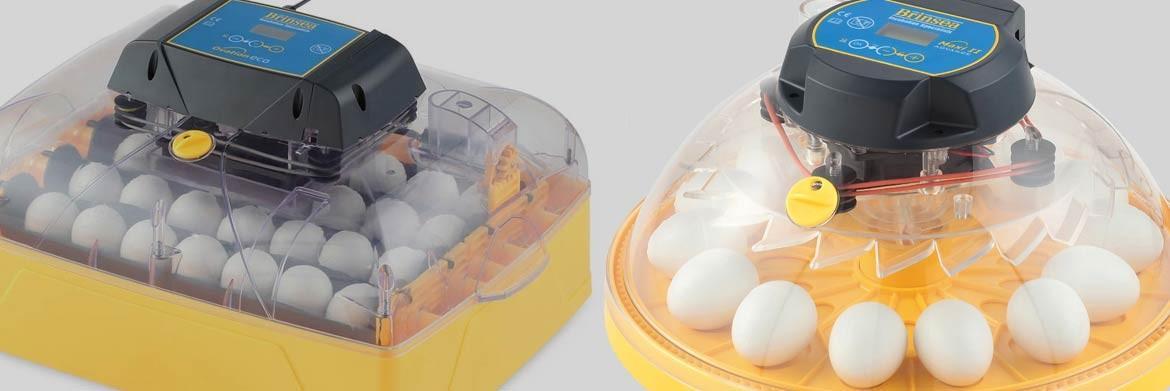 Egg Incubators: Here’s What You Should Know