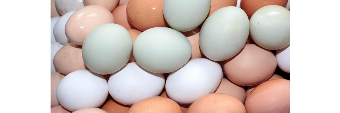 Learning The Egg Language: What An Egg Tells You About The Hen?