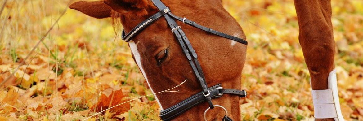 Why You Should Choose Protective Leg Equipment for Your Horse