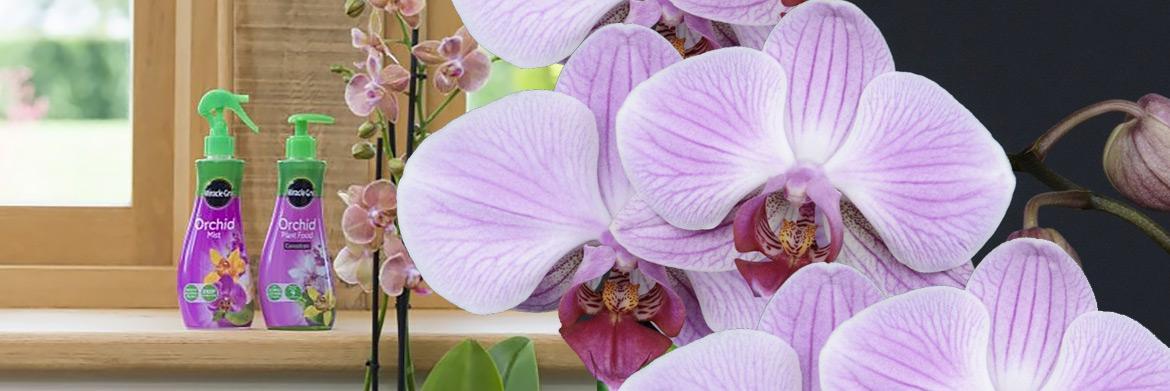 Why Use Miracle-Gro – Orchid Mist?