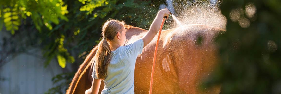 Mane and Tail: Your Guide for Horse Care