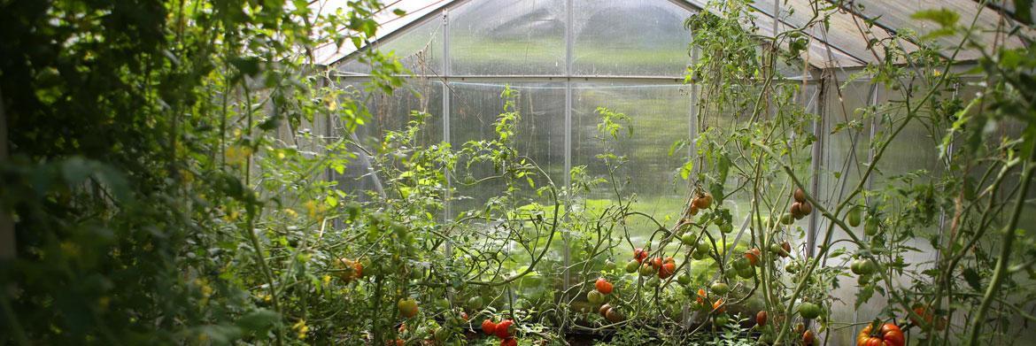Why Is Greenhouse Gardening Better?
