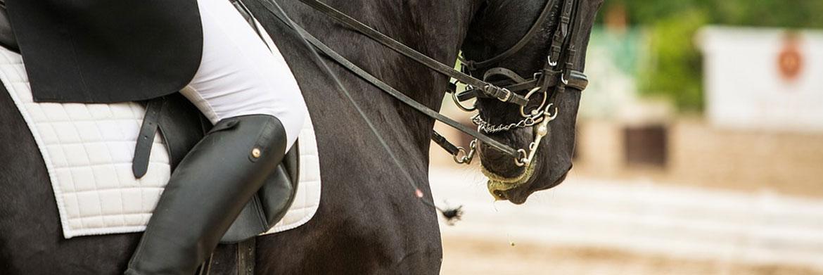 Inquiring Equestrians: Why Do You Need A Saddle Pad?