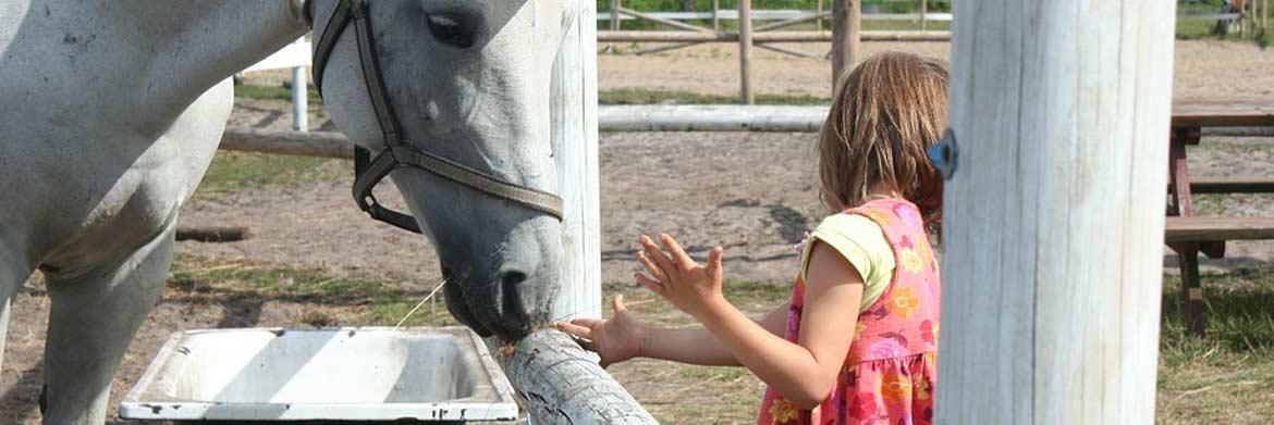 3 Simple Rules to Feed Your Horse