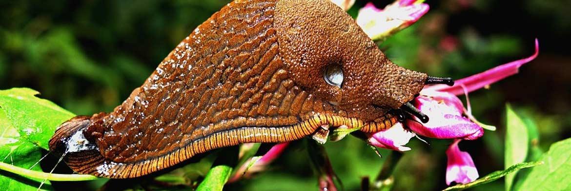 Do You Need Help Getting Rid of the Slimy Slugs in Your Garden?