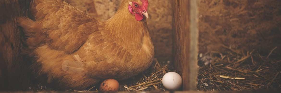 How Do You Incubate Chicken Eggs?
