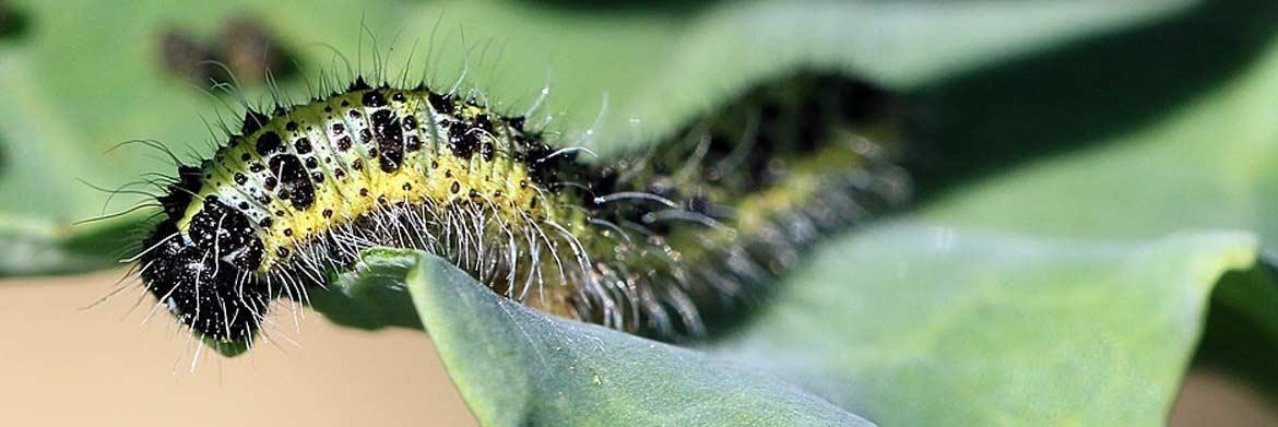 Garden Pests 101: How Can I Get Rid of Cabbage White Butterflies and Caterpillars?