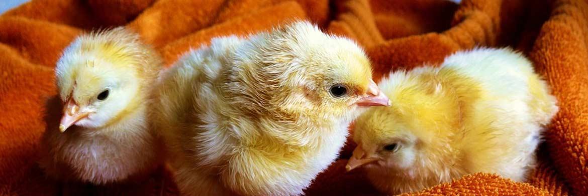 Poultry Breeders 101: How to Keep My Baby Chicks Warm?