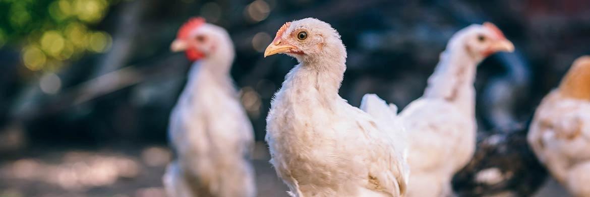 Poultry Problems:  Why Are My Birds Moulting?