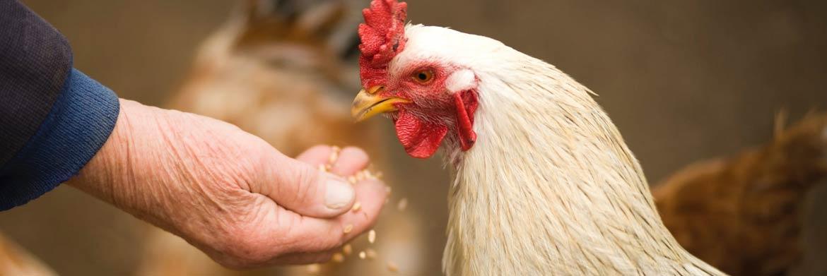 3 Reasons Why You Should Buy Chicken Feeders
