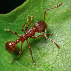 Category Ant Control image