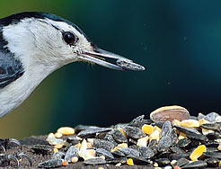 Category Bird Feed image