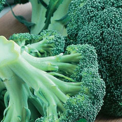 Category Broccoli image