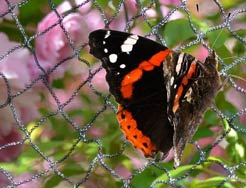 Category Butterfly Garden Netting image