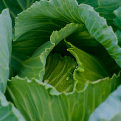 Category Cabbages image