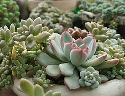 Category Cacti and Succulents image