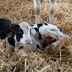 Category Calving image