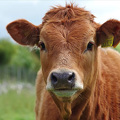 Category Cattle image