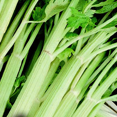 Category Celery image