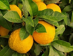 Category Citrus image