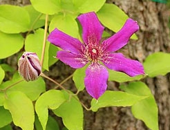 Category Clematis image