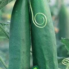 Category Cucumbers image
