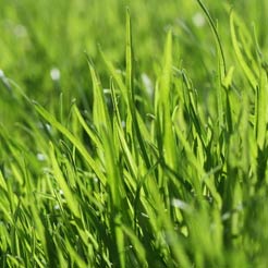 Category Lawn Care & Seed image