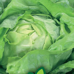 Category Lettuce image