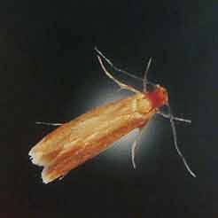 Moth, Flea & Home Bugs Control