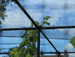 Fruit Cage Garden Netting