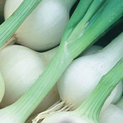 Category Onions image