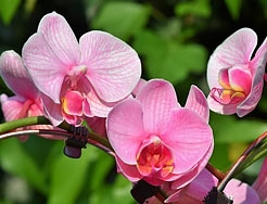 Category Orchids image