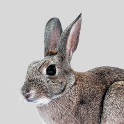 Category Rabbit & Small Animals image