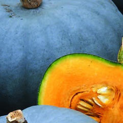 Category Pumpkins & Squash image