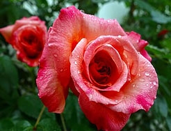 Category Roses & Shrubs image