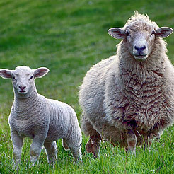 Category Sheep image