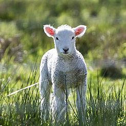 Category Lambing image