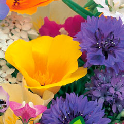 Category Flower Seeds image