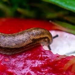 Slug & Snail Repellents