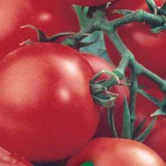 Category Tomatoes image