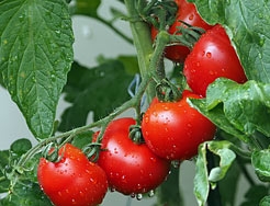 Category Tomatoes image