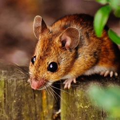 Category Rodent Repellents image
