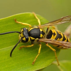 Category Fly & Wasp Repellents image