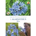 Agapanthus Blue Perennial Roots - Lifestyle Perennial Collection