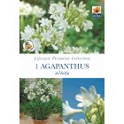 Agapanthus White Bare Roots - Lifestyle Perennial Collection