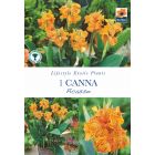 Canna Picasso Perennial Roots - Lifestyle Exotic Plants