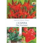 Canna The President Bare Roots - Lifestyle Exotic Plants