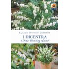 Dicentra White Bleeding Heart Bare Roots - Lifestyle Perennial Collection