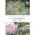 Gypsophila Baby's Breath Perennial Roots - Lifestyle Perennial Collection
